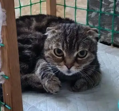 Сбор помощи для кошки инвалида с дисплазией лап - Животные в Саратов