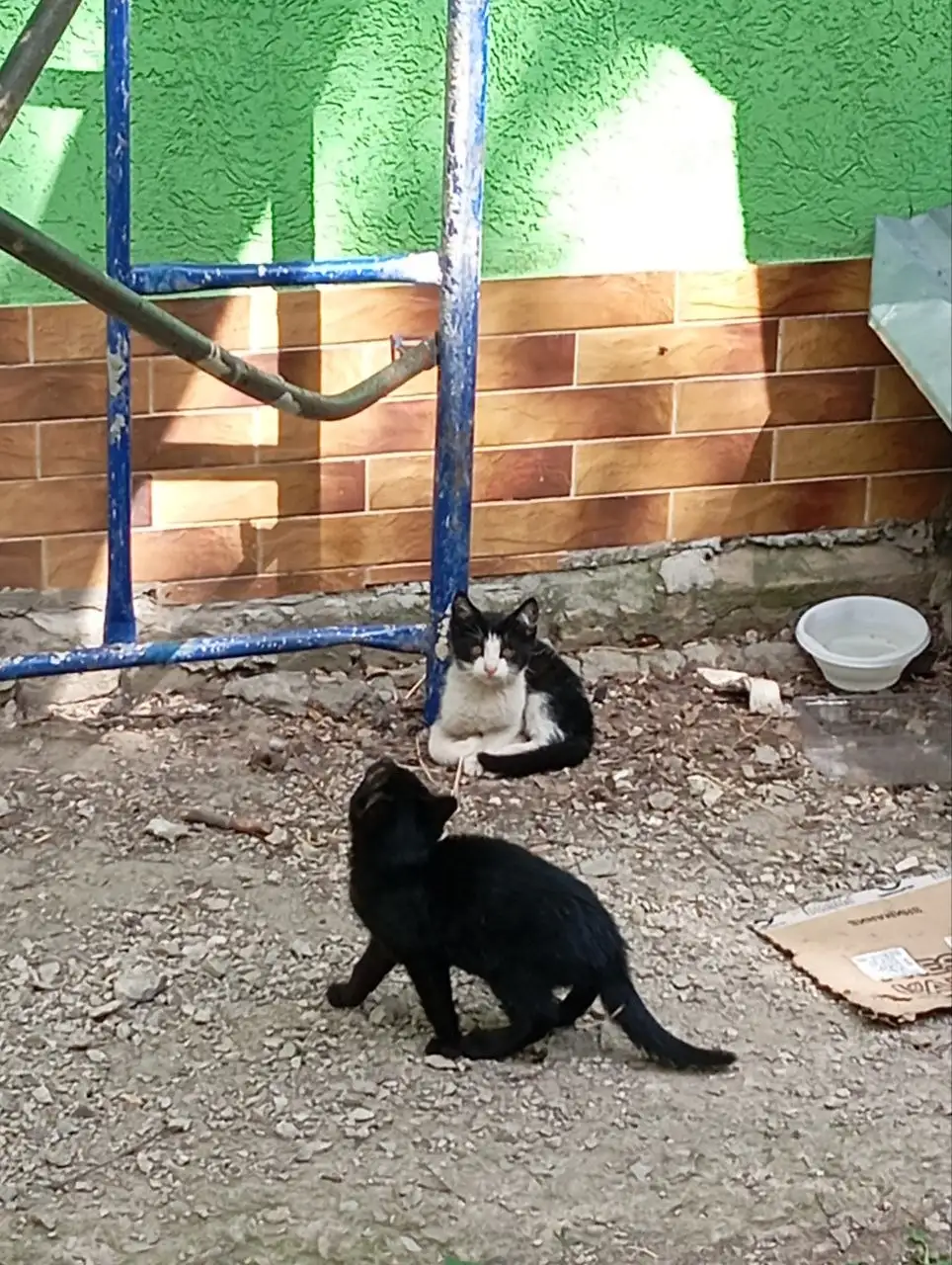 Бездомные котята ищут дом - Кошки (Животные) в Саратов