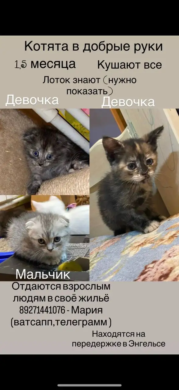 Спасенные котята ищут семью - Животные в Саратов