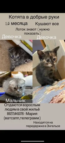 Спасенные котята ищут семью - Животные в Саратов
