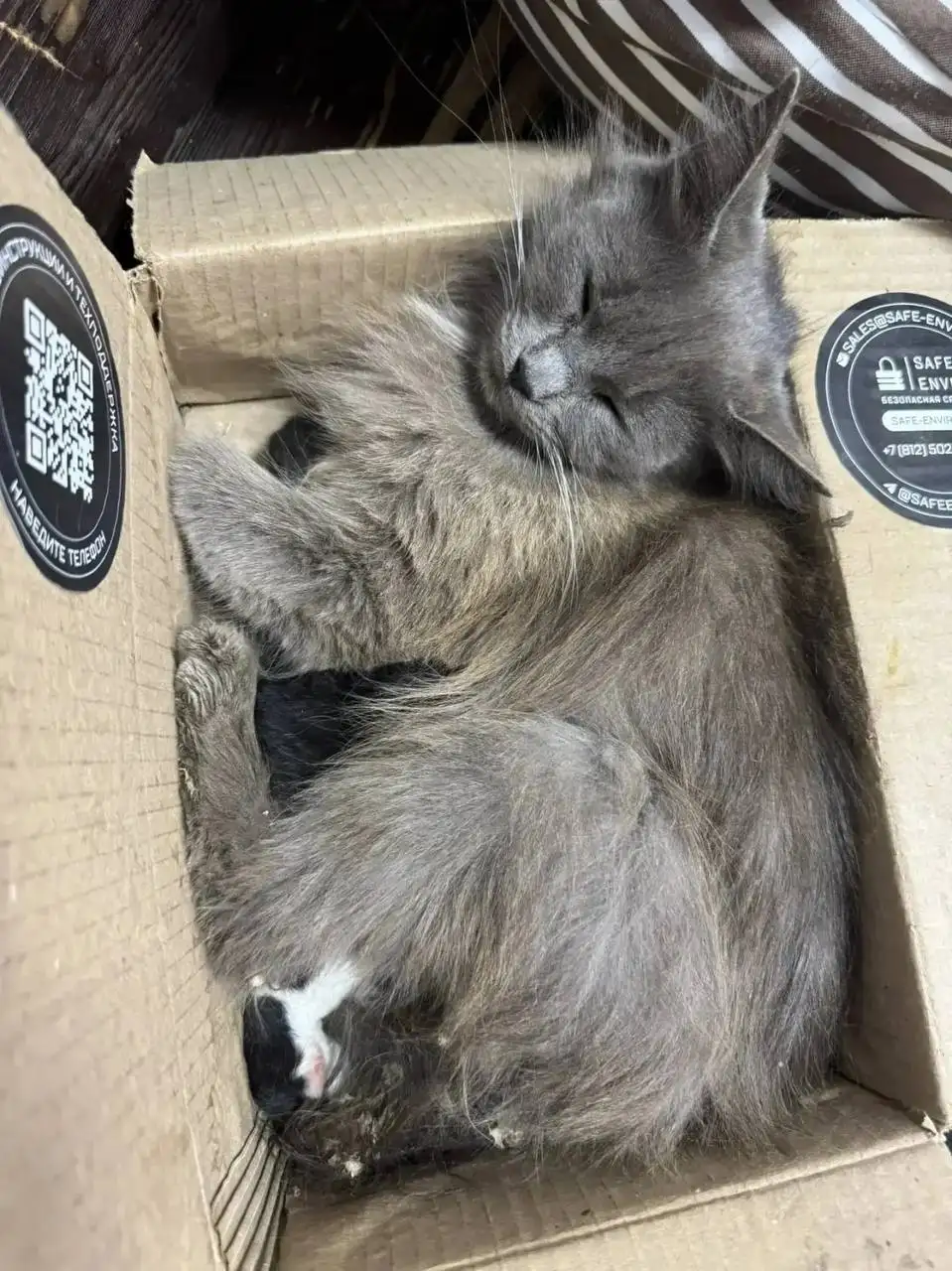 Срочно! Кошка с котятами нуждается в передержке - Животные в Энгельс