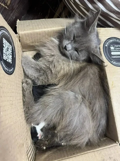 Срочно! Кошка с котятами нуждается в передержке - Животные в Энгельс