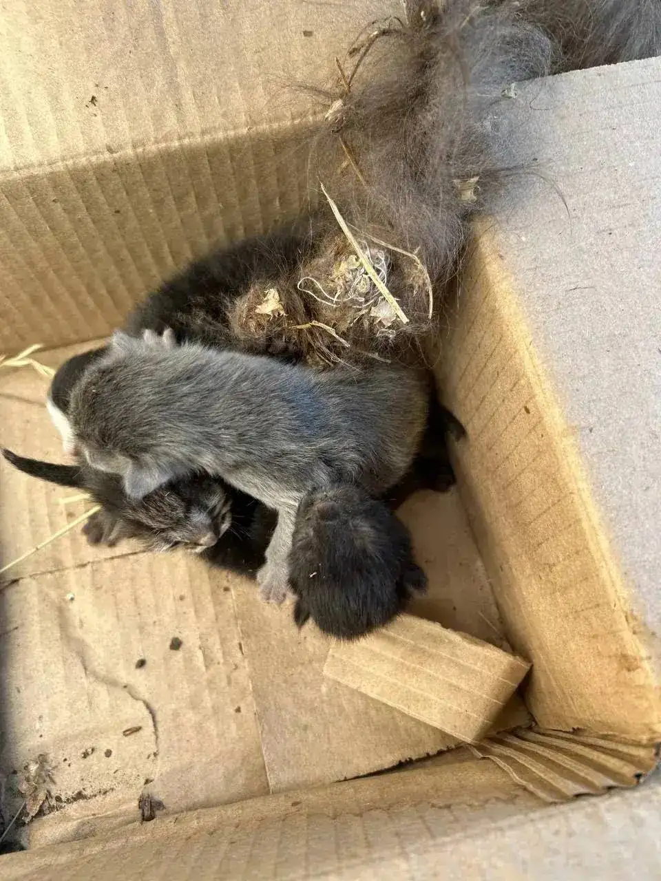 Срочно! Кошка с котятами нуждается в передержке - Животные в Энгельс