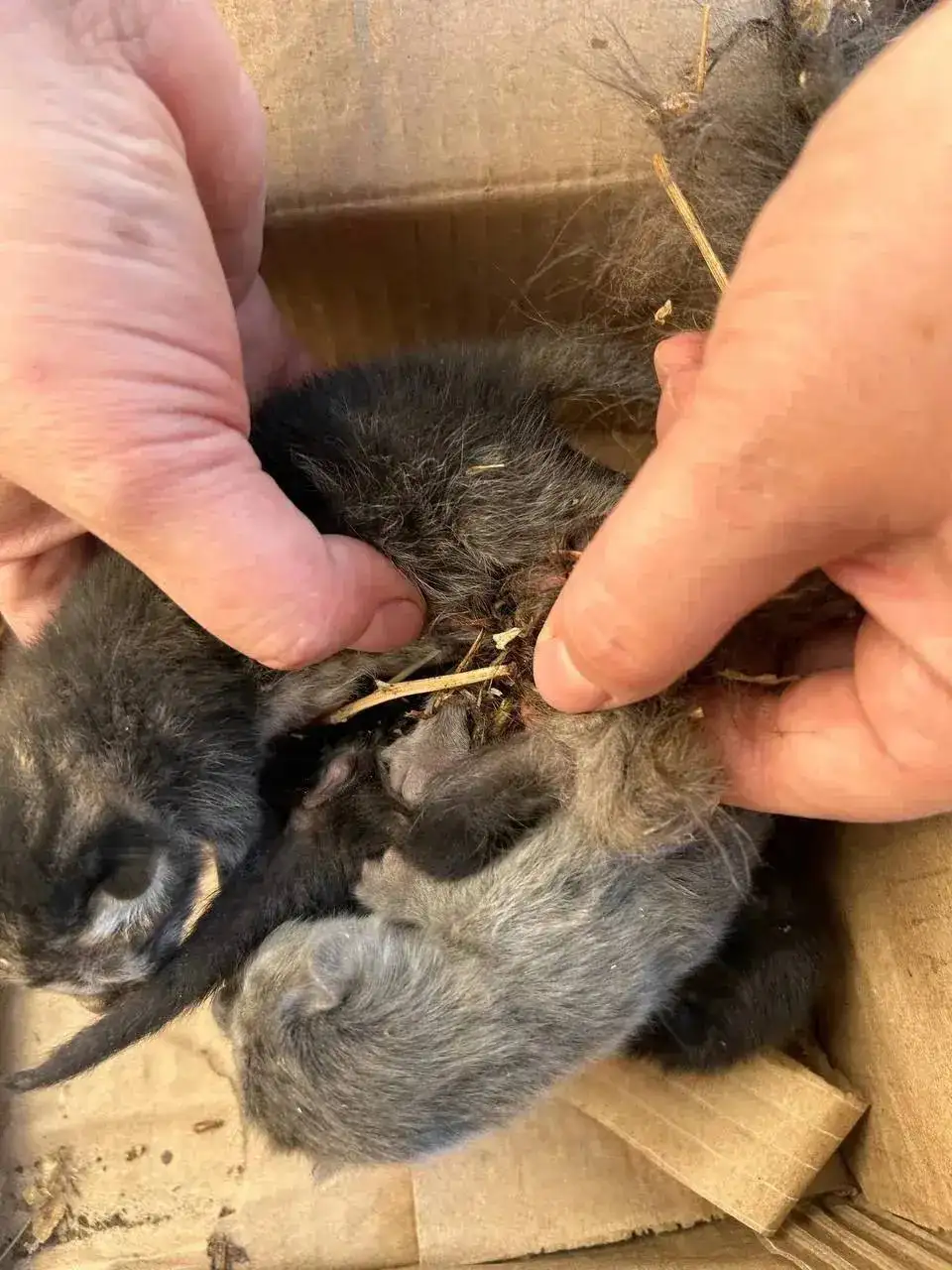 Срочно! Кошка с котятами нуждается в передержке - Животные в Энгельс