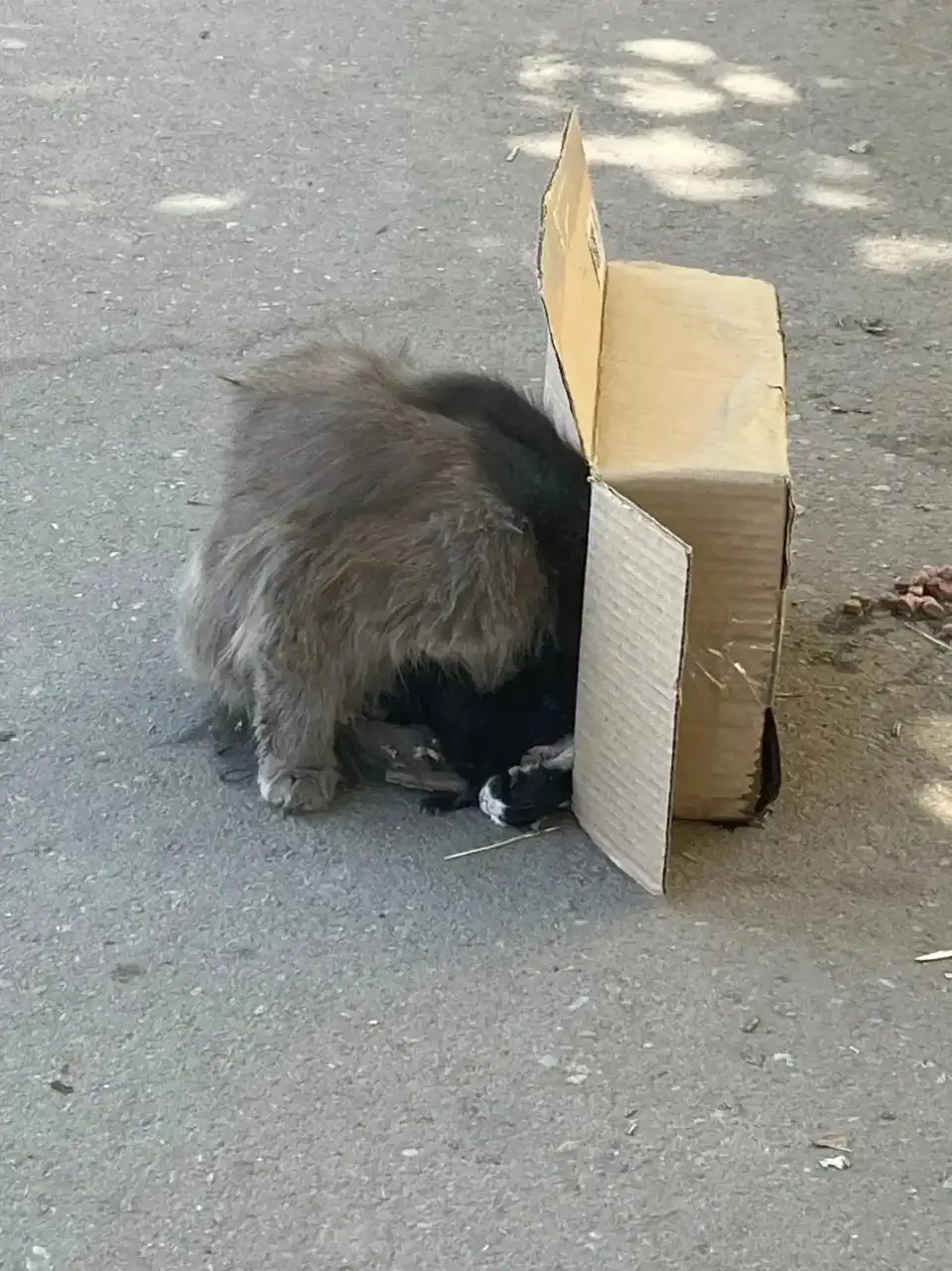 Срочно! Кошка с котятами нуждается в передержке - Животные в Энгельс