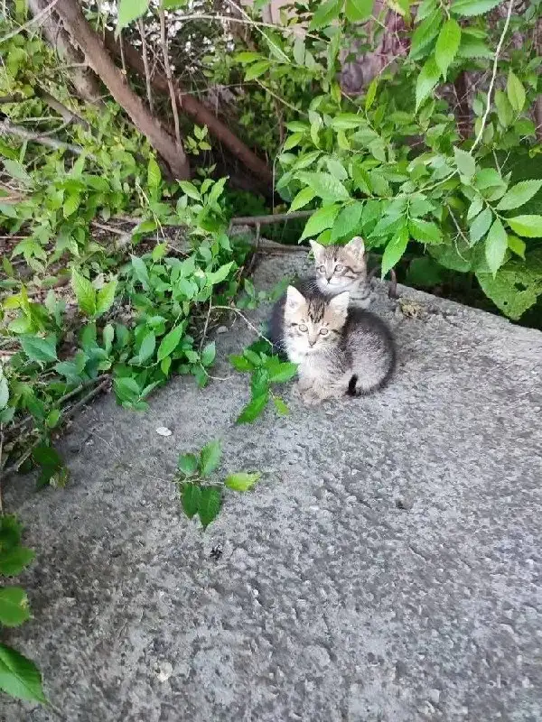 Котята в беде: нужен дом - Кошки (Животные) в Энгельс