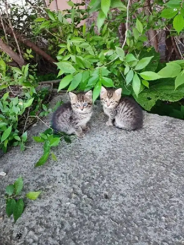 Котята в беде: нужен дом - Кошки (Животные) в Энгельс