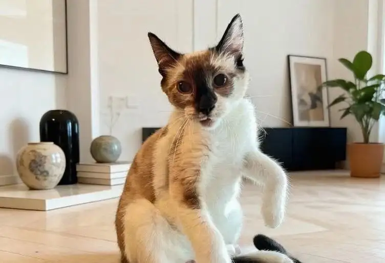 Ищет дом молодой котик - Кошки (Животные) в Энгельс
