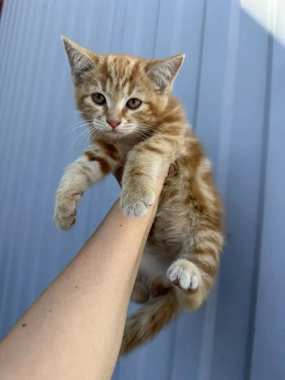 Кошка в добрые руки - Кошки (Животные) в Калининск