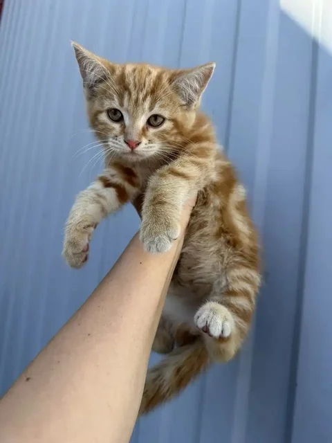 Кошка в добрые руки - Животные в Калининск