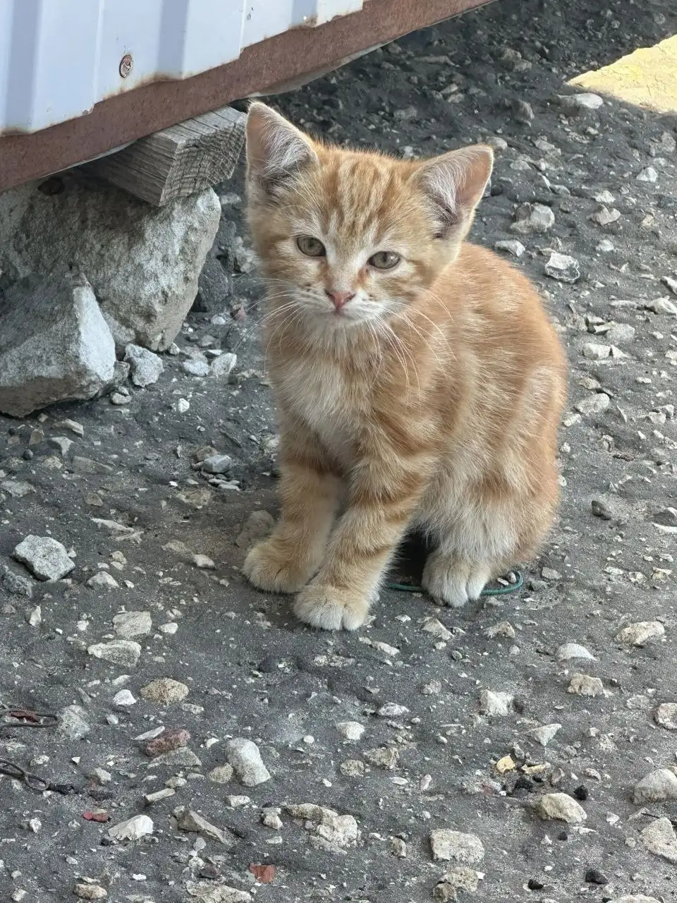 Кошка в добрые руки - Кошки (Животные) в Калининск