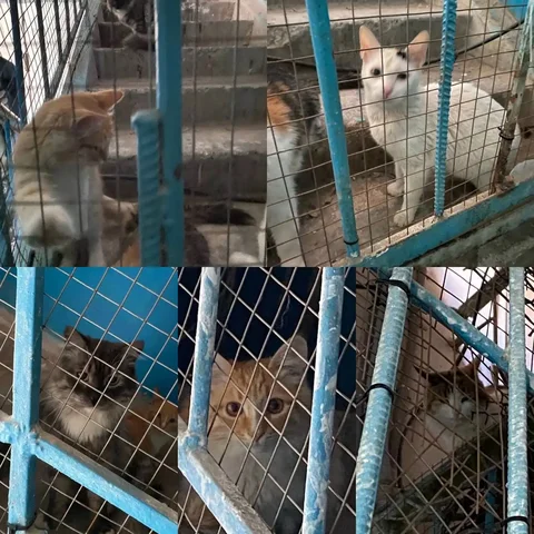 Помощь кошкам в Саратове - Потерянные и найденные в Саратов