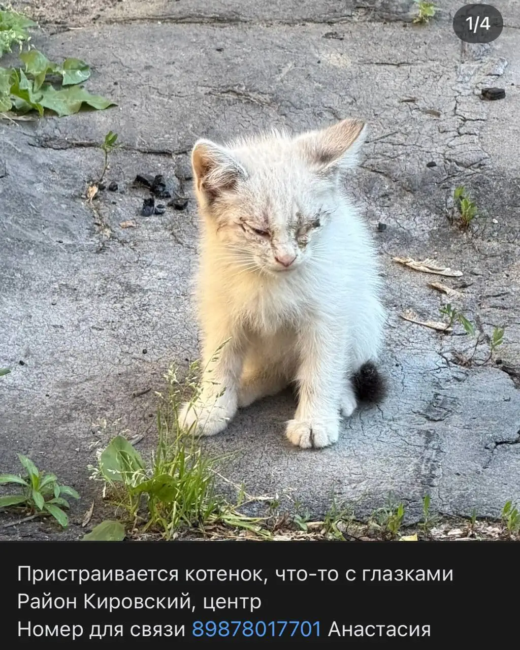 Помощь в поиске питомцев - Потеряшки (Животные) в Саратов