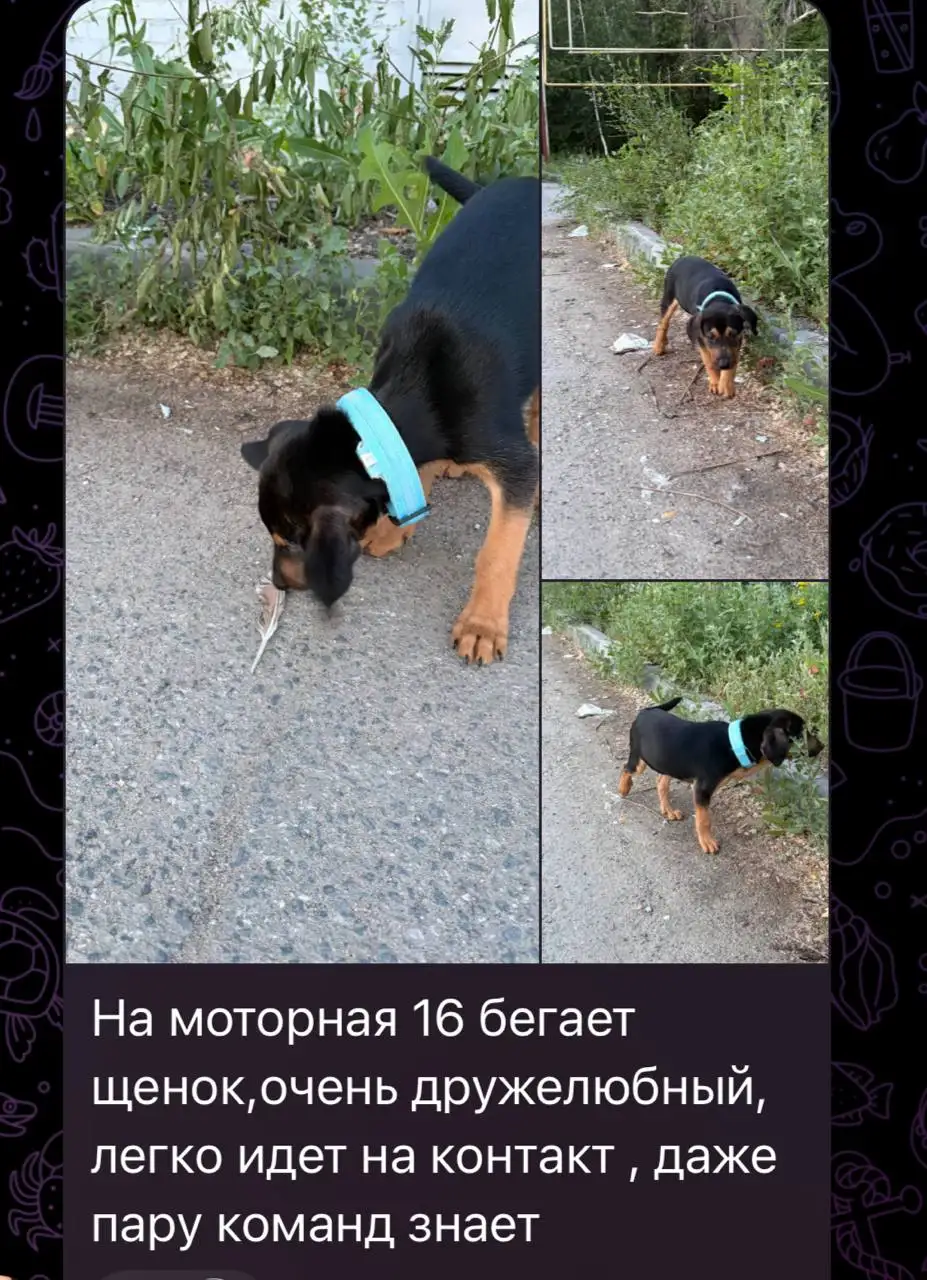 Найден щенок на Моторной 16 - Животные в Саратов