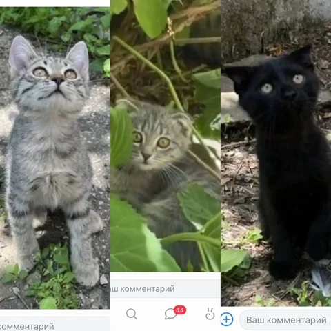 Котята в поисках дома - Потеря животного в Саратов