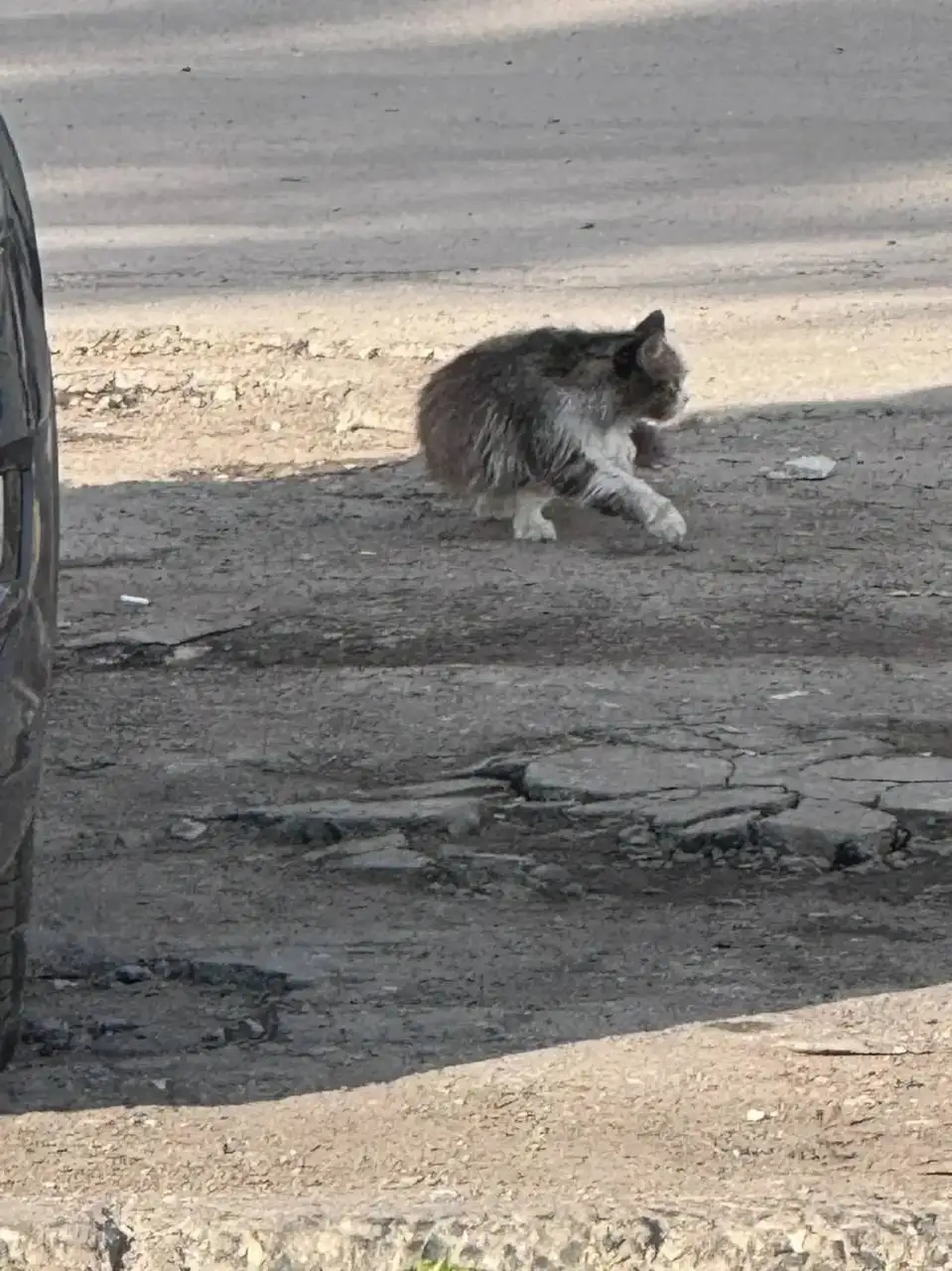 Потерялось животное в районе 1 Дачной, Саратов - Животные в Саратов