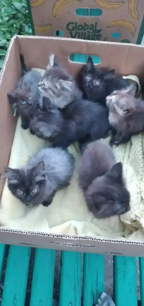 Найдены щенки на мусорке - Кошки и собаки (Животные) в Саратов