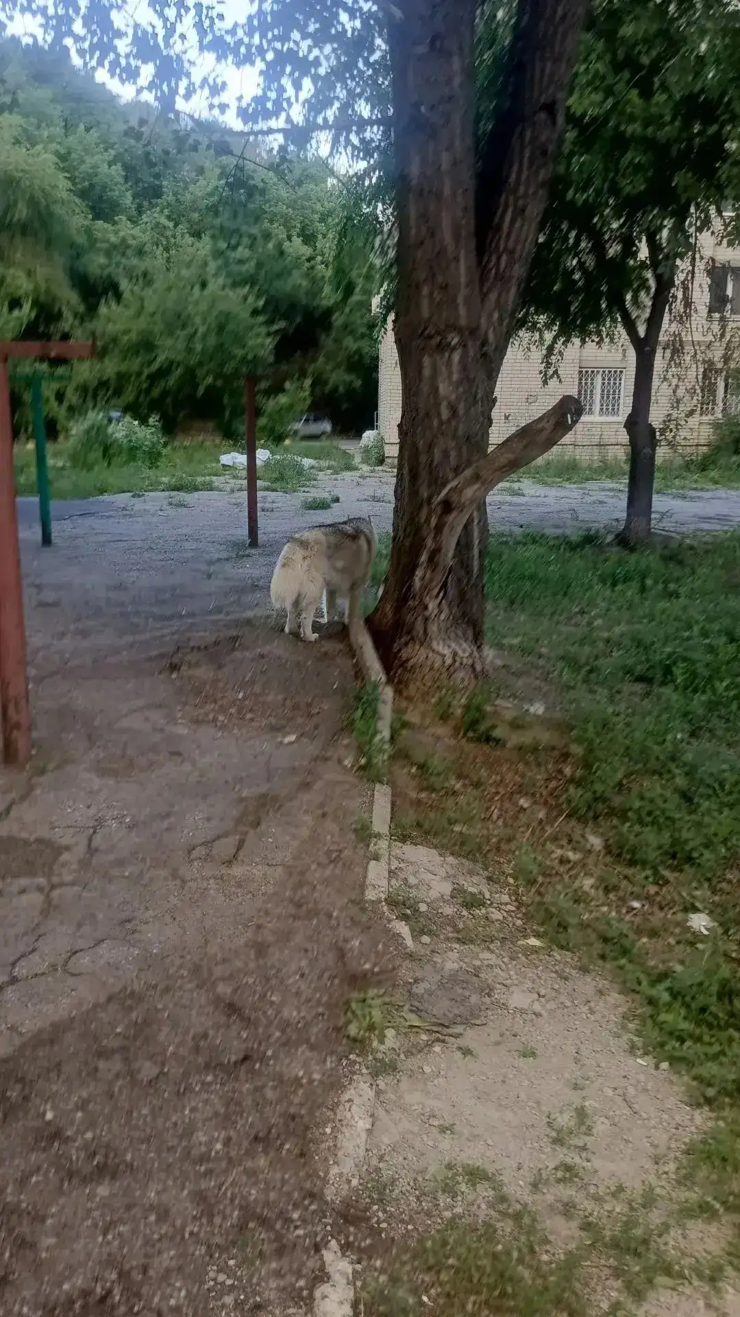Потерялась хаски - Кошки и собаки (Животные) в Саратов