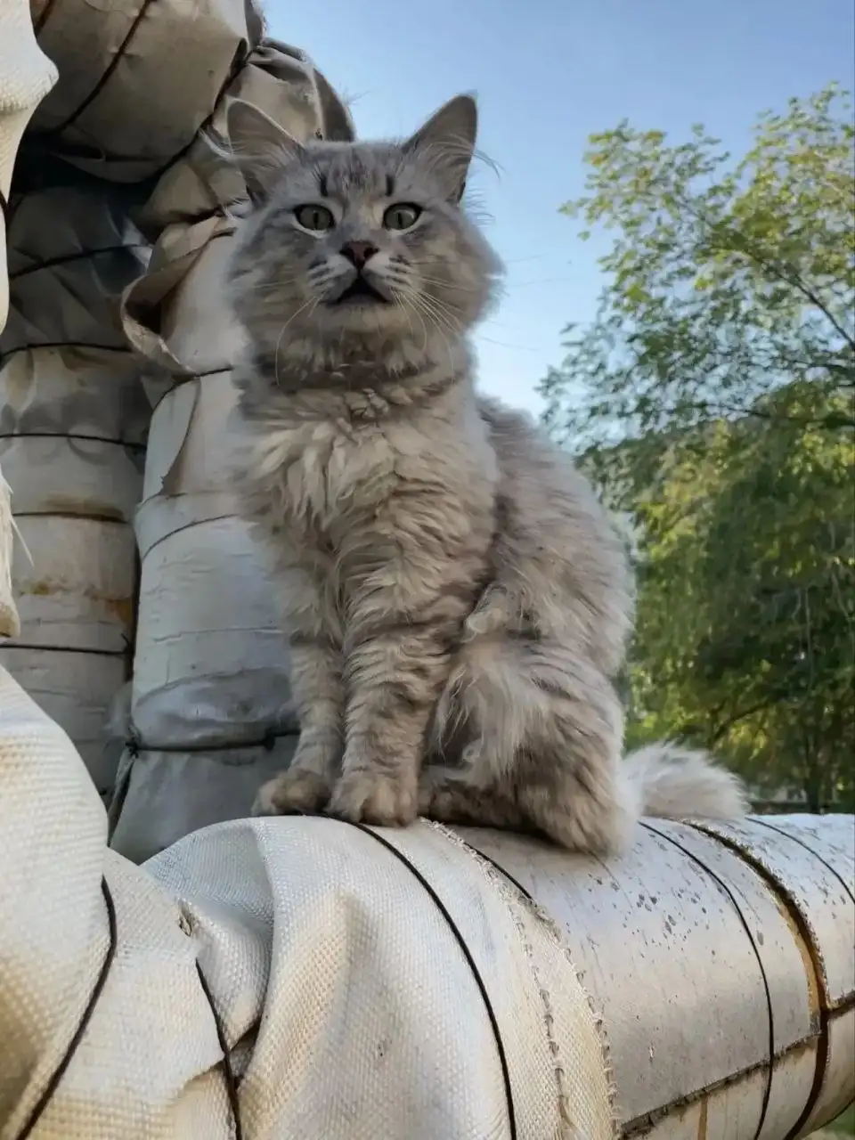 Найден кот - домашний питомец - Кошки (Животные) в Саратов