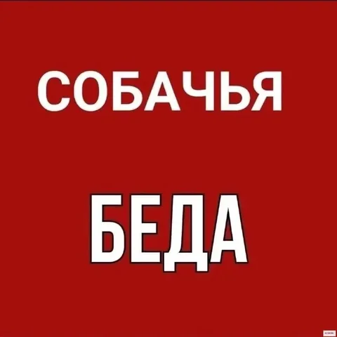Щенки из подвала - Потеря животного в Саратов