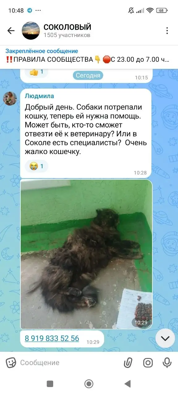 Срочная помощь кошке, пострадавшей от собак - Животные в Неизвестно