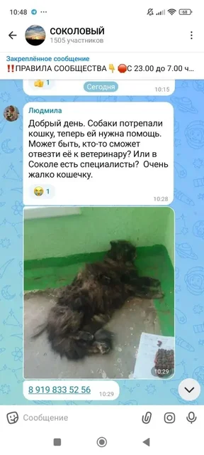 Спасение кошки - частное объявление в Соколовый