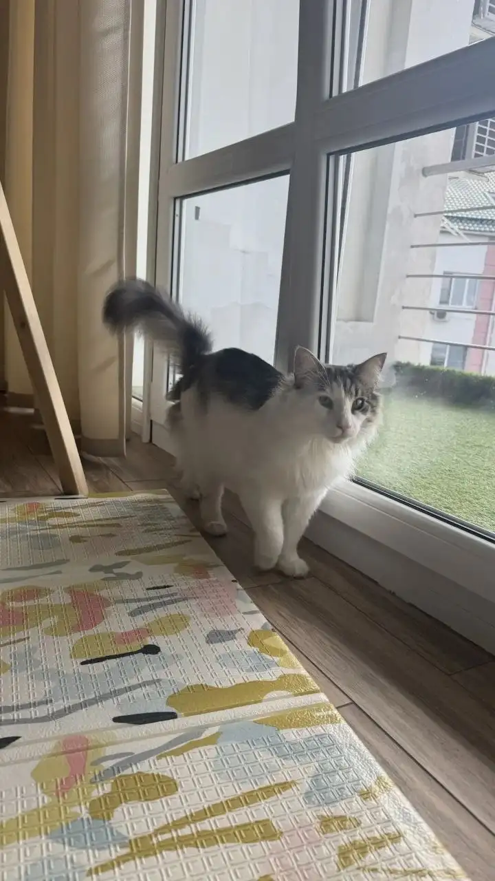 Отдам в добрые руки кота породы Норвежский лесной - Кошки (Животные) в Саратов