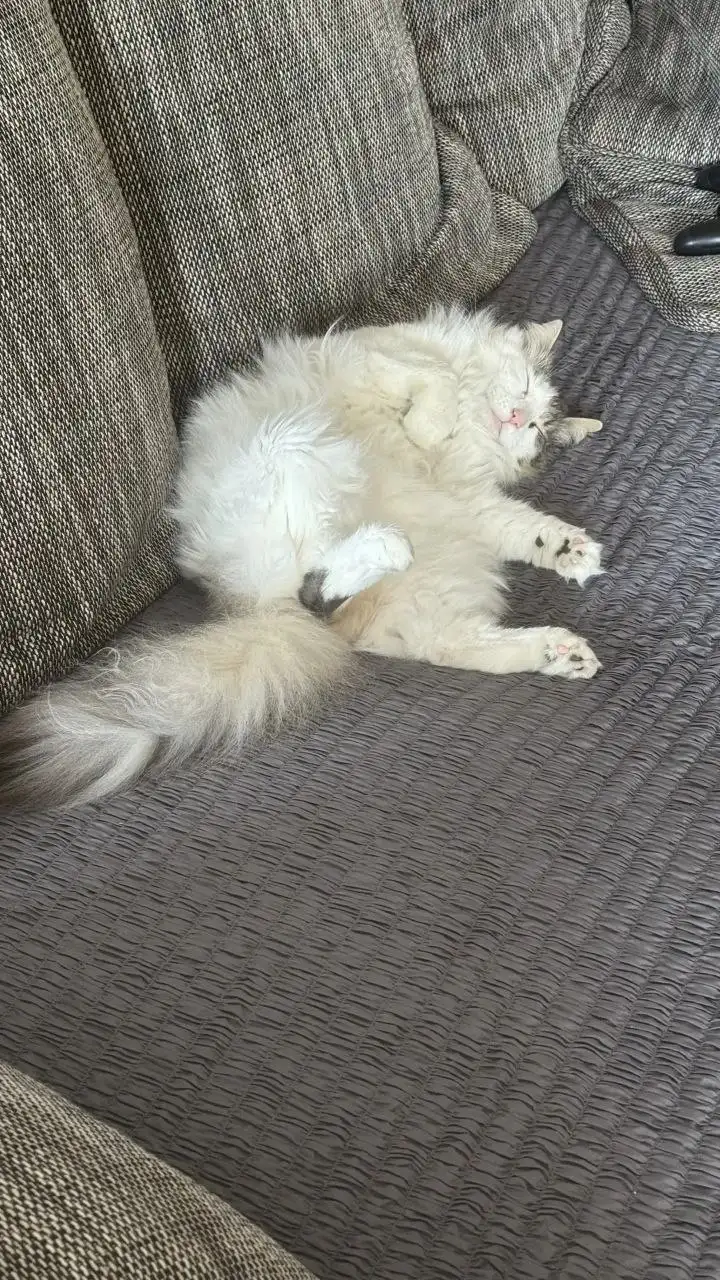 Пристрой кота породы Норвежский лесной - Кошки (Животные) в Саратов