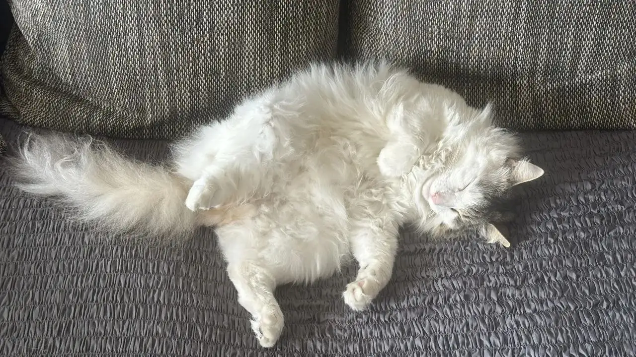 Пристрой кота породы Норвежский лесной - Кошки (Животные) в Саратов