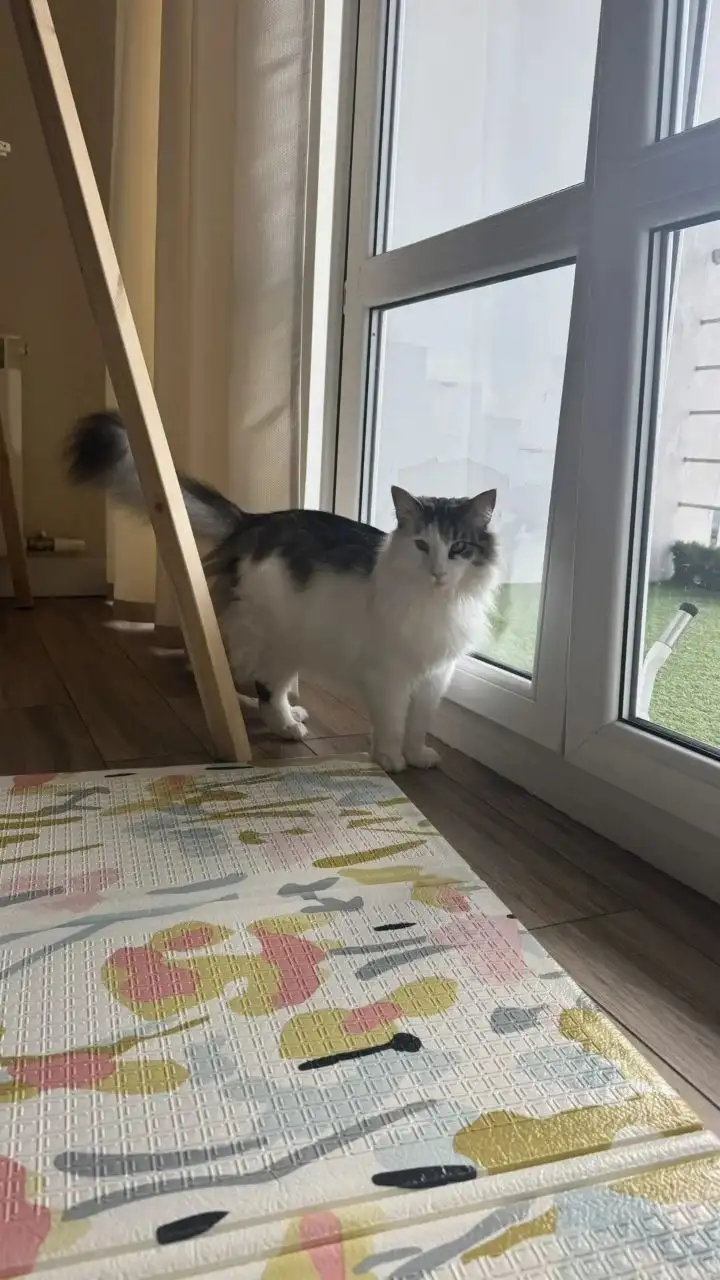 Пристрой кота породы Норвежский лесной - Кошки (Животные) в Саратов