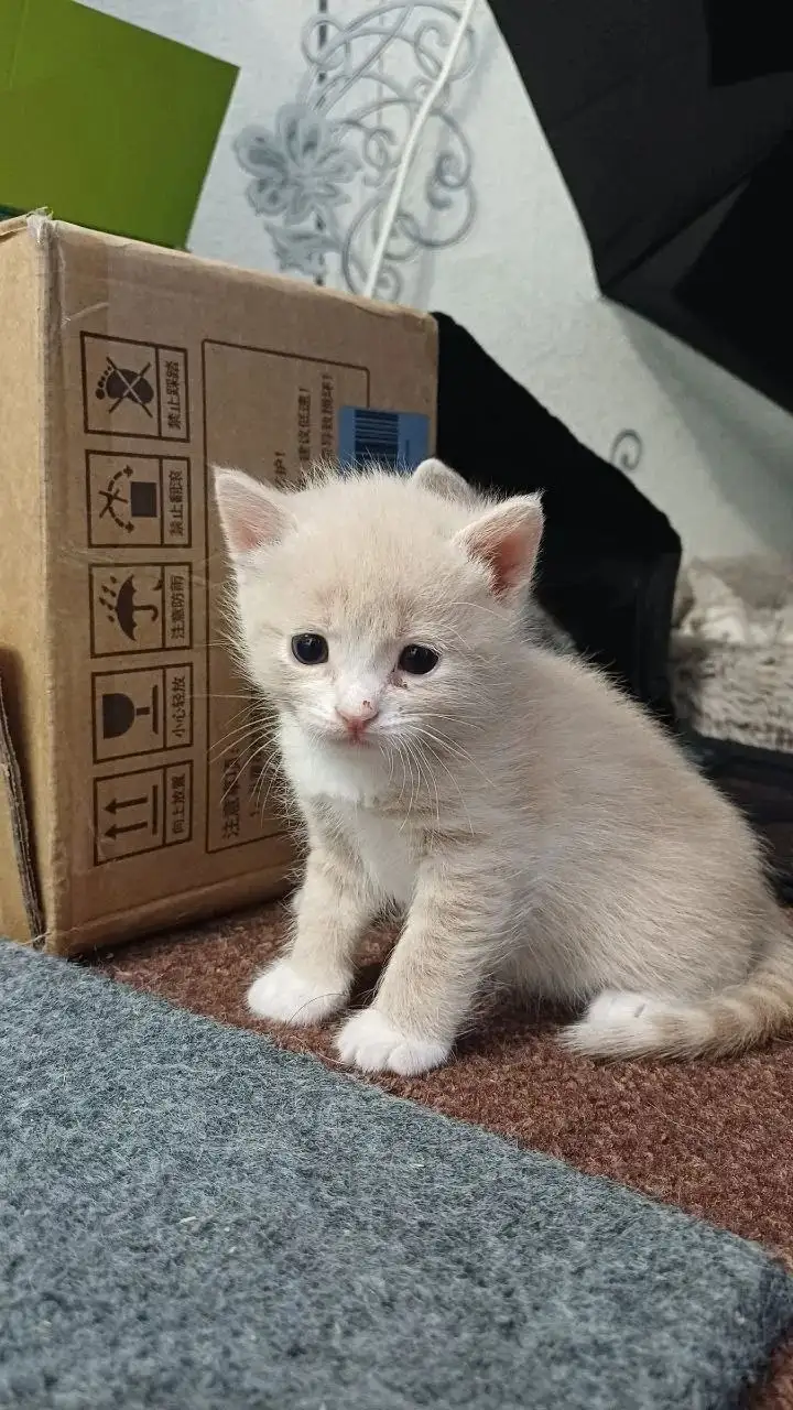 Ищем дом для котенка - Кошки (Животные) в Саратов