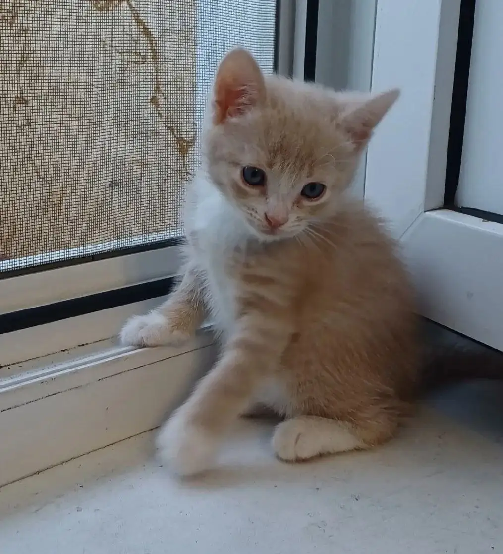 Ищем дом для котенка - Кошки (Животные) в Саратов
