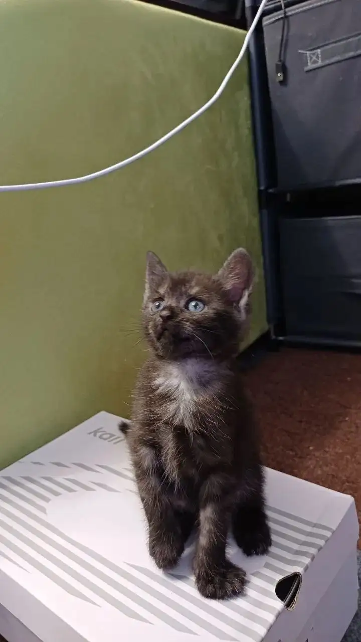 Ищут дом для котенка - Кошка (Животные) в Саратов