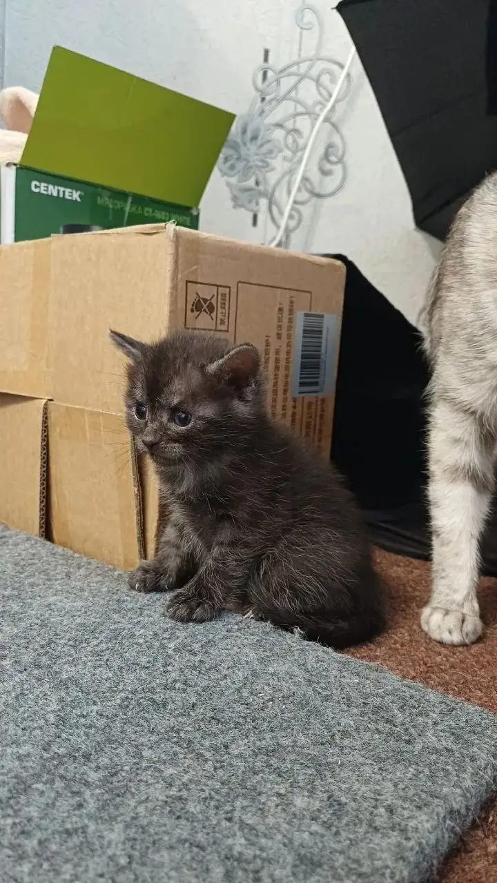 Ищут дом для котенка - Кошка (Животные) в Саратов
