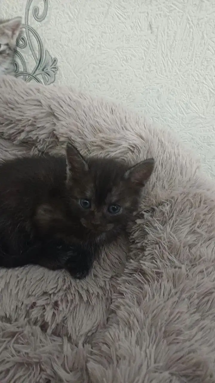 Ищут дом для котенка - Кошка (Животные) в Саратов