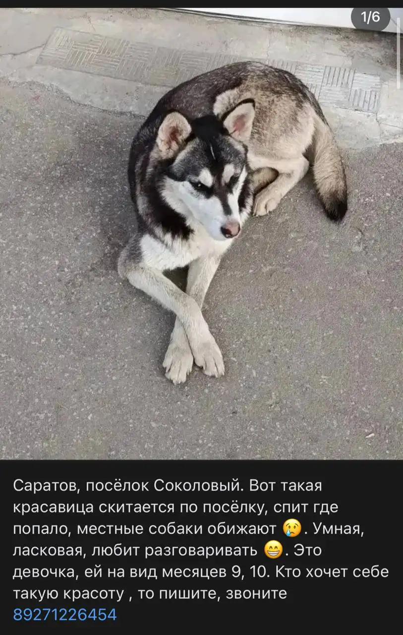 Потерялась хаски - Потеряшки (Животные) в Саратов