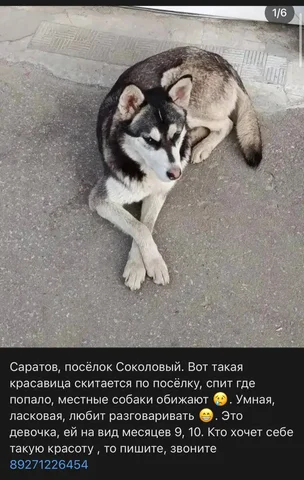Потерялась хаски - Потеря животного в Саратов