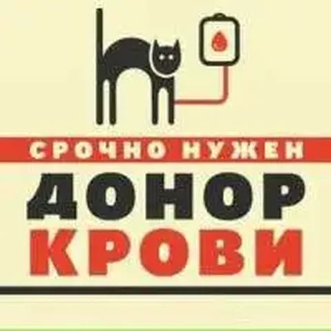 Срочно ищем донора крови для кота - Клининг в Саратов