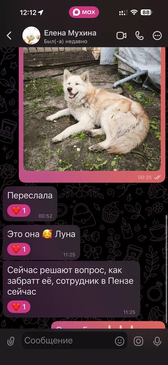 Потеряшка: Луна - Потеряшки (Животные) в Саратов