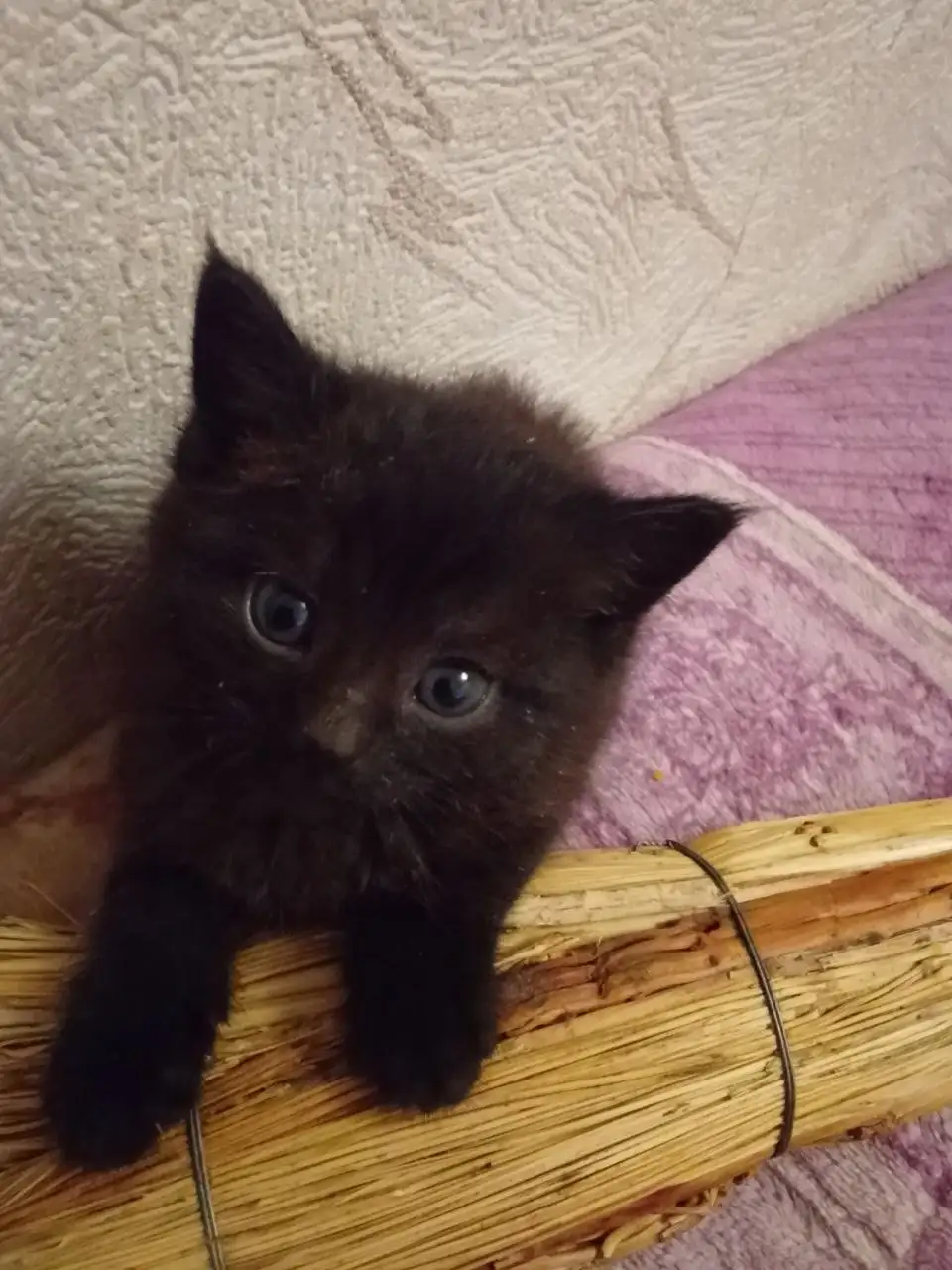 Котенок Сонечка ищет дом - Кошка (Животные) в Саратов