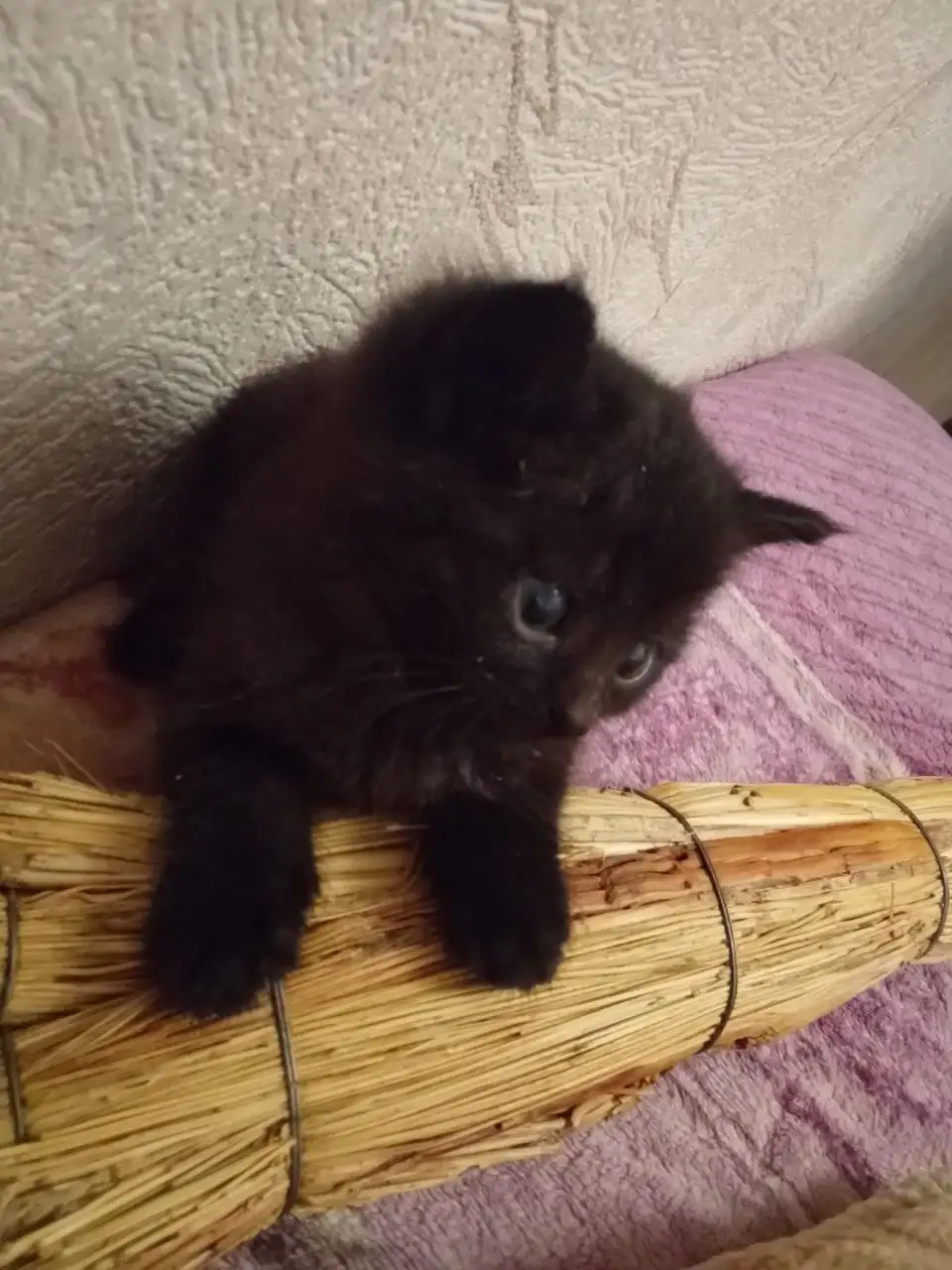 Котенок Сонечка ищет дом - Кошка (Животные) в Саратов
