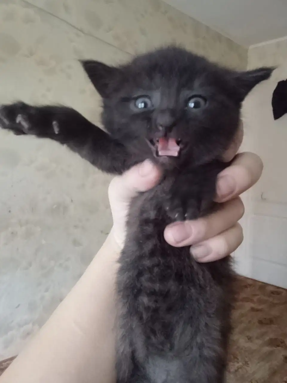 Котенок Сонечка ищет дом - Кошка (Животные) в Саратов