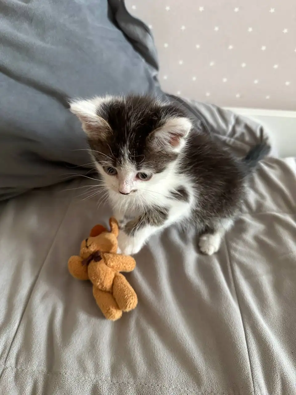 Ищет дом котенок - Кошки (Животные) в Калининск