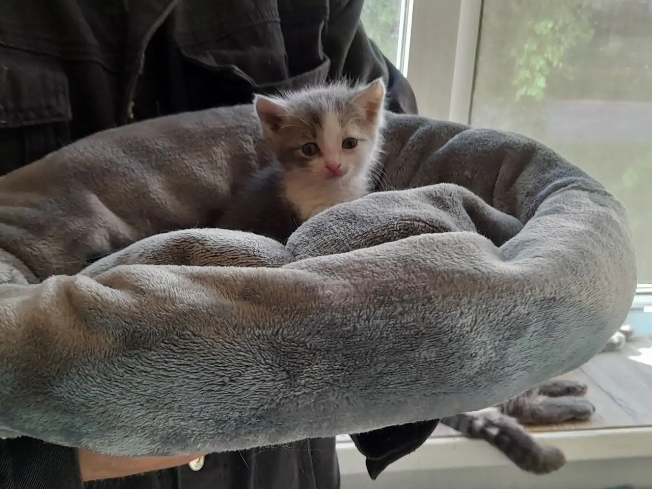 Нужен дом котенку - Кошки (Животные) в Саратов