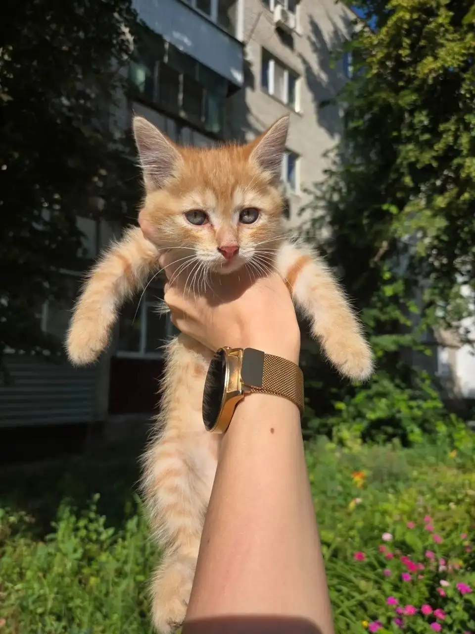 Ищет дом кошечка рыжулька - Кошки (Животные) в Саратов