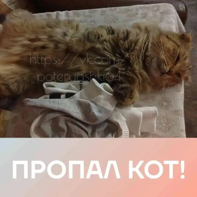 Пропал вислоухий кот - Кошки (Животные) в Саратов