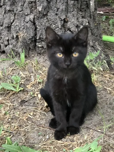 Отдам котенка в добрые руки - Кошки в Саратов