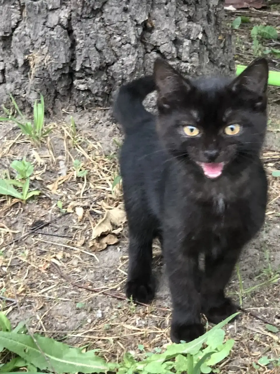 Отдам котенка в добрые руки - Кошки (Животные) в Саратов
