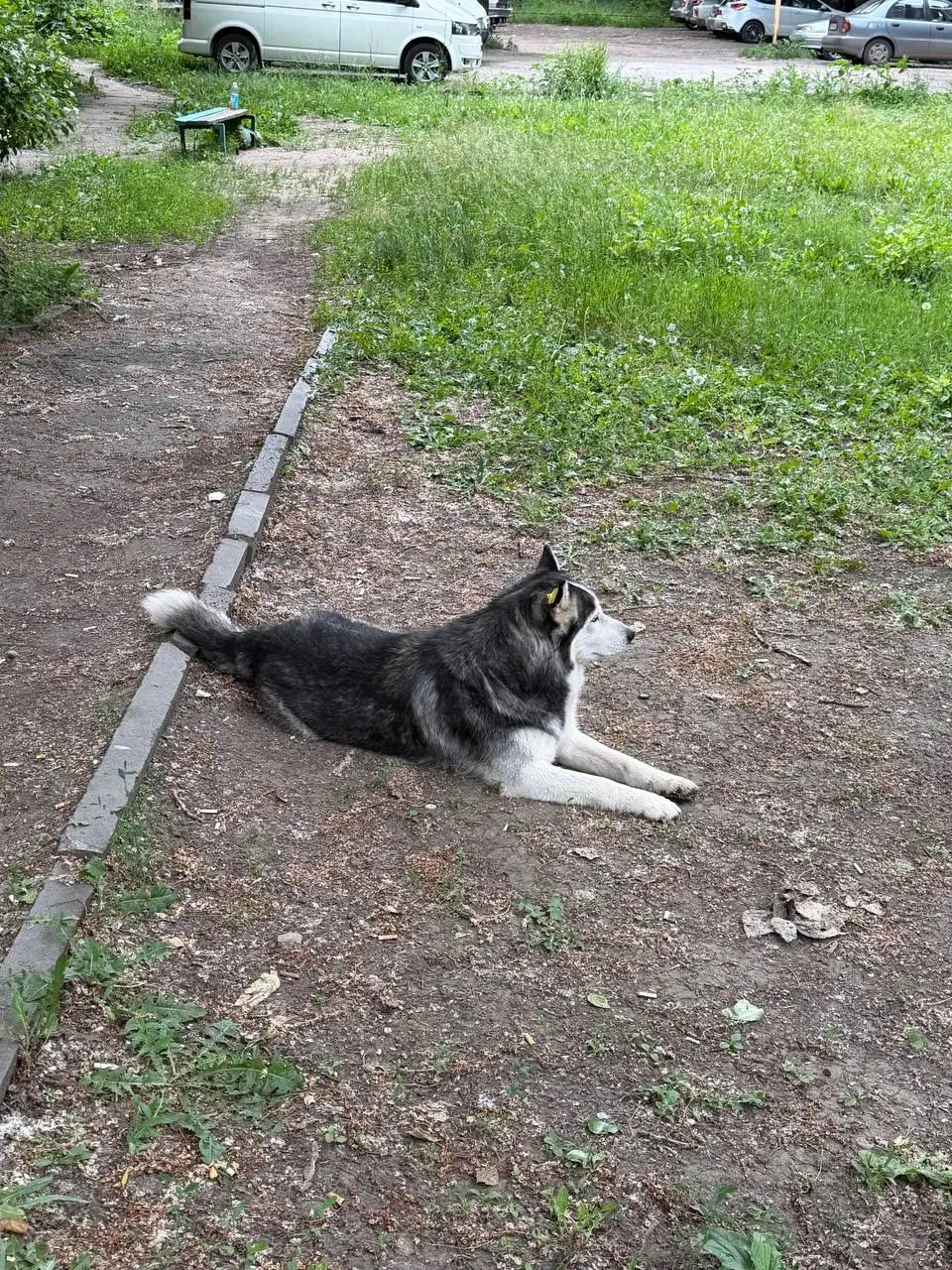 Помощь хаски в Саратовской области - Пристройство животных (Животные) в Саратов