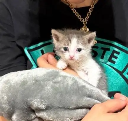 Котенок в добрые руки - Животные в Саратов